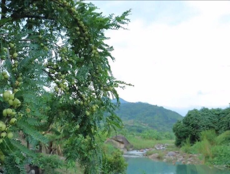 潮汕余甘子牛柑果油甘果新鲜现货现发