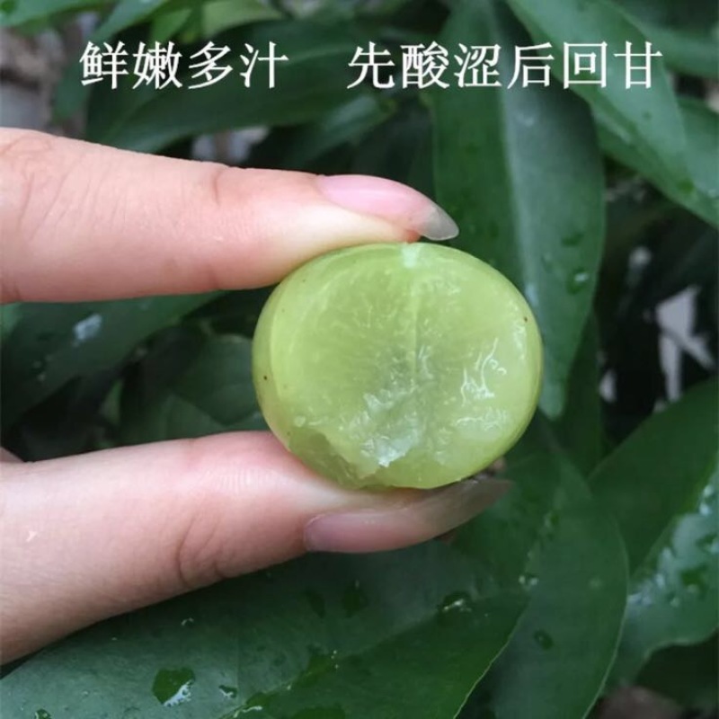 潮汕余甘子牛柑果油甘果新鲜现货现发