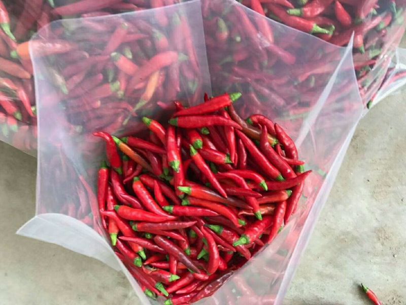 腌制小米椒
