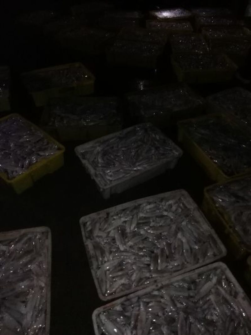 章鱼八爪鱼