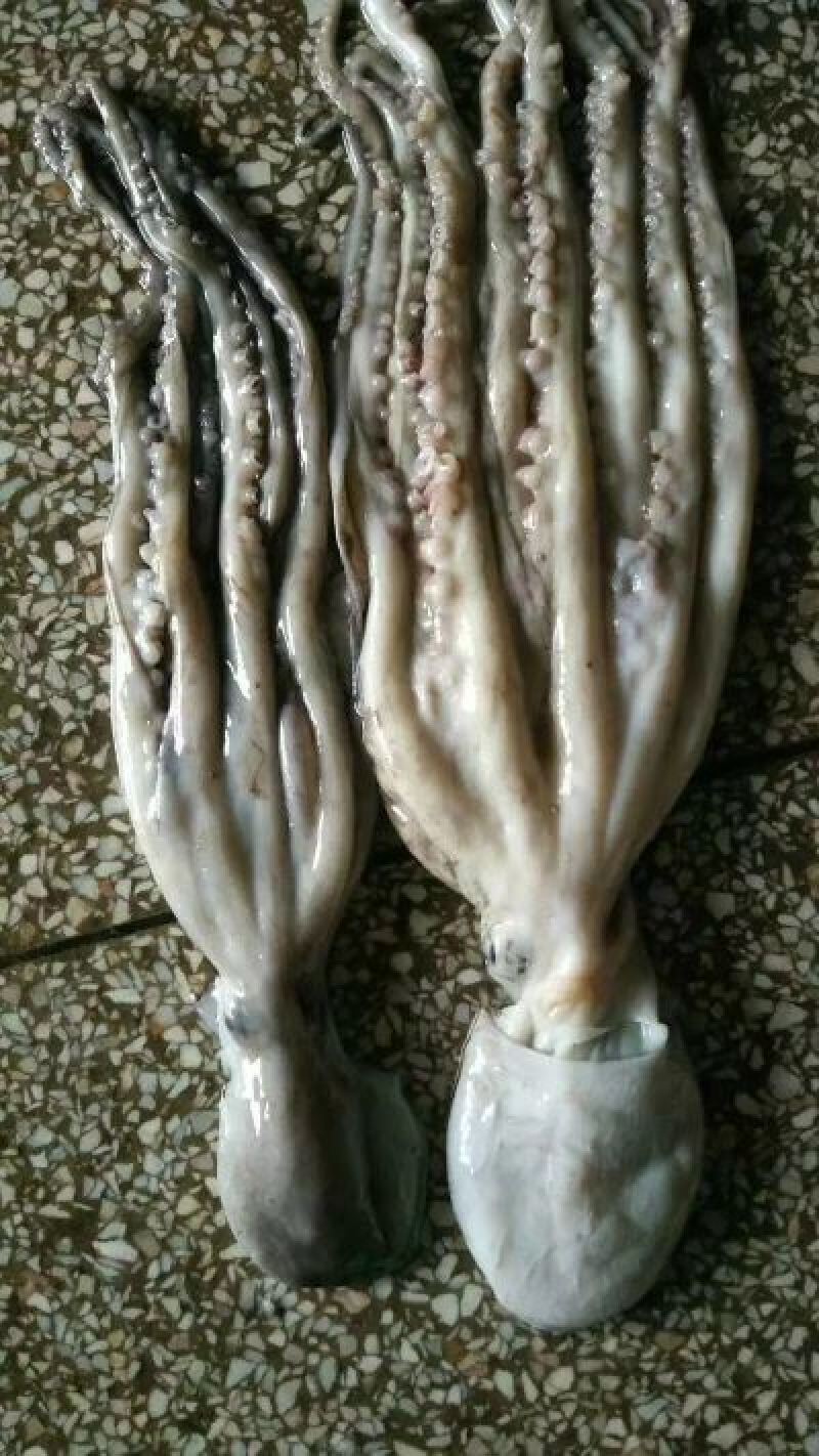 章鱼八爪鱼
