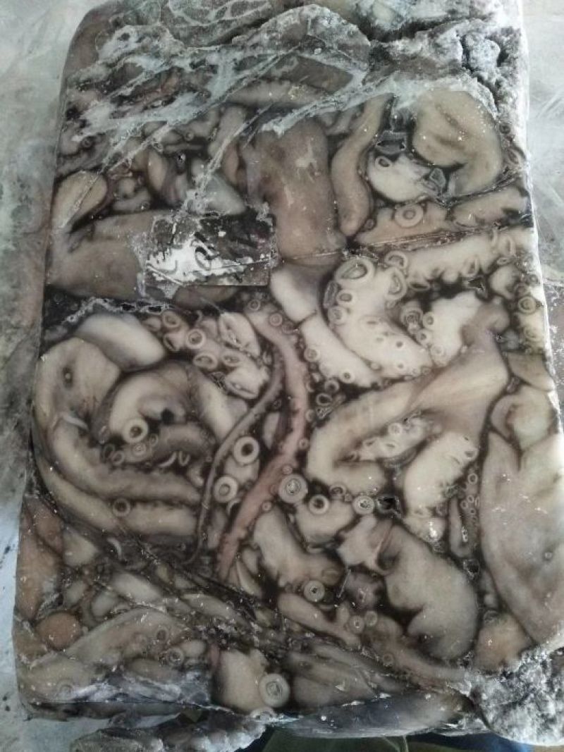 章鱼八爪鱼