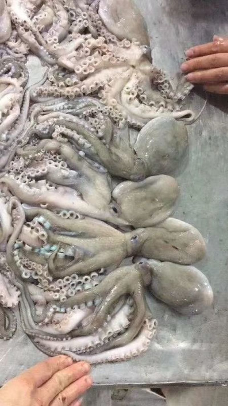 章鱼八爪鱼