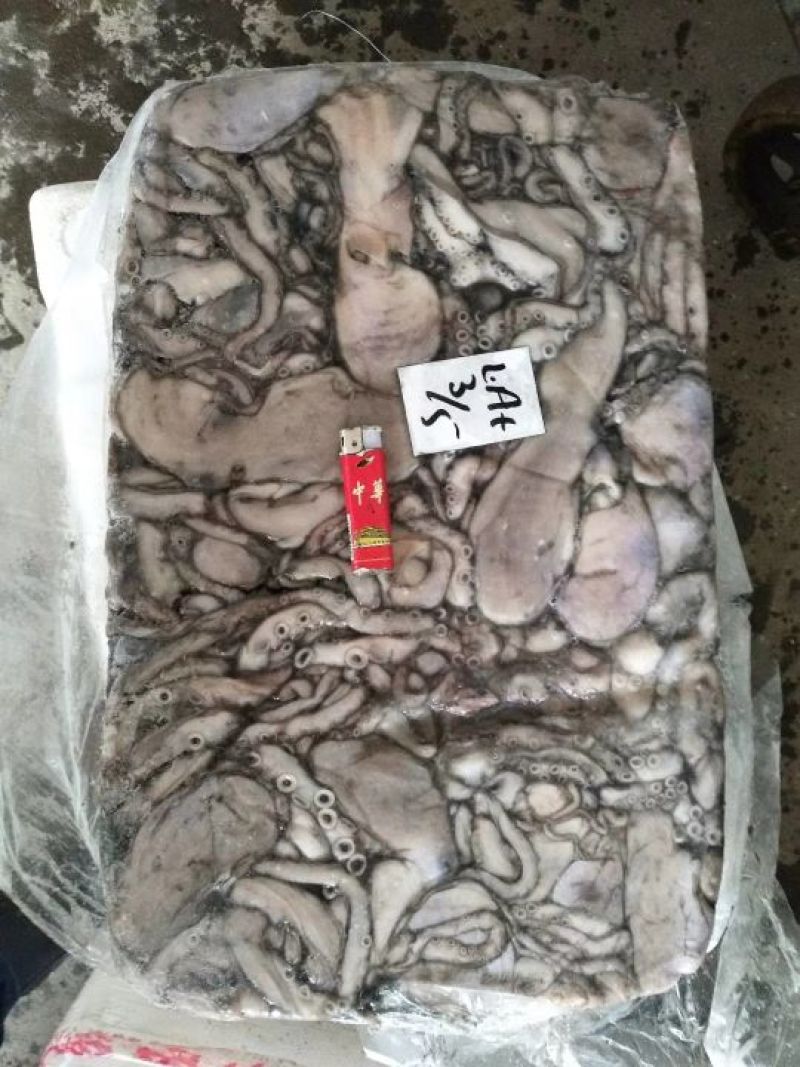 章鱼八爪鱼