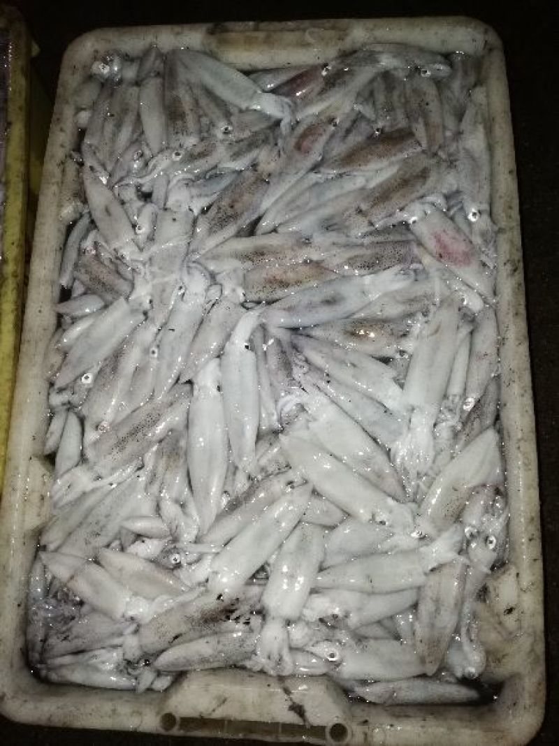 章鱼八爪鱼