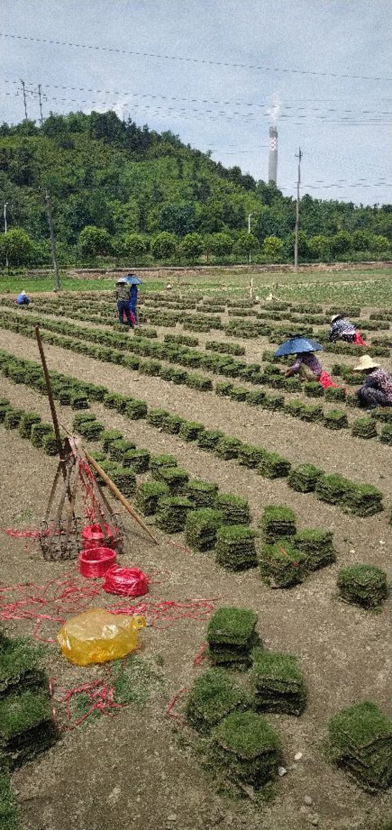郴州马尼拉草卷，绿化小苗