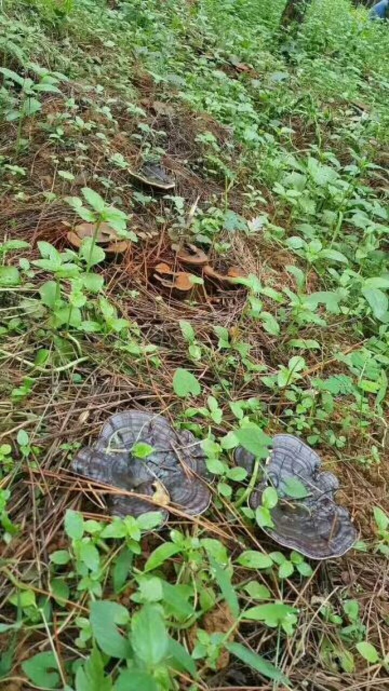 大森林灵芝