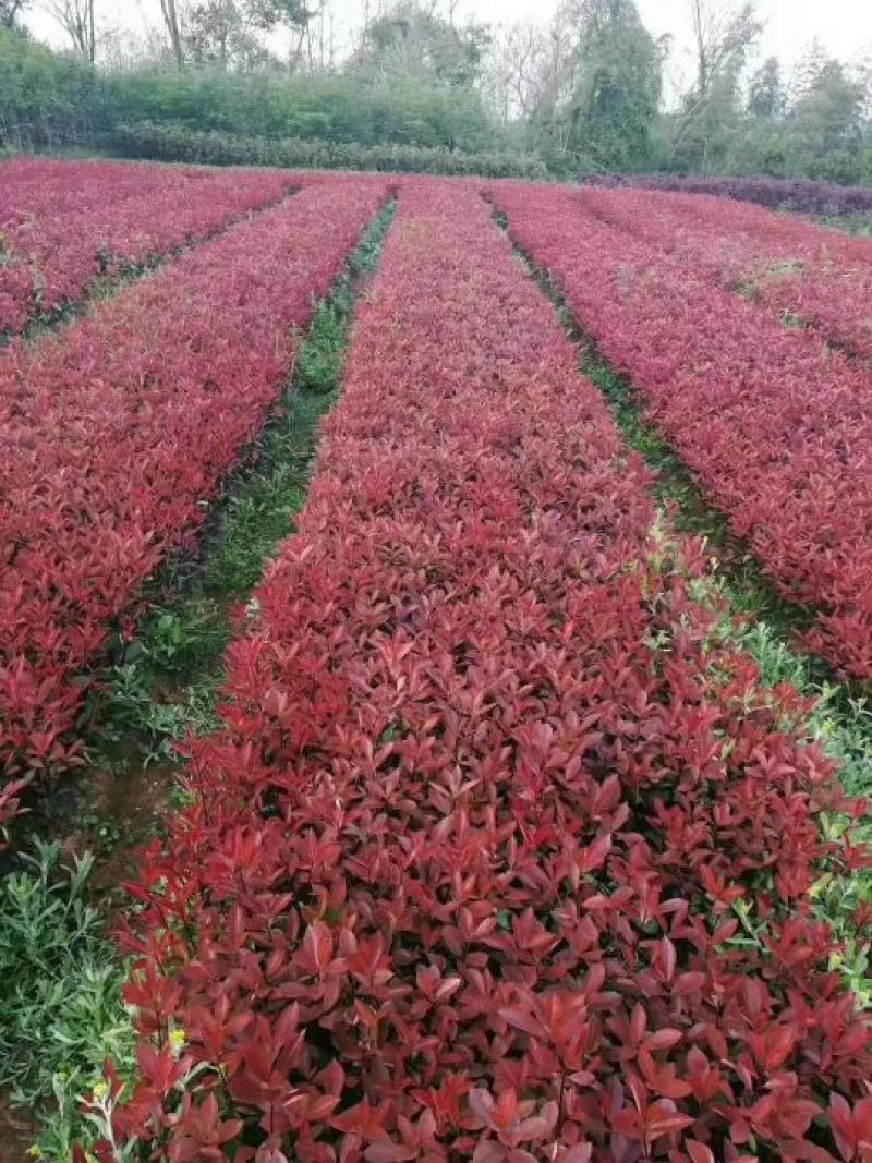 长期供应草皮，绿化小苗