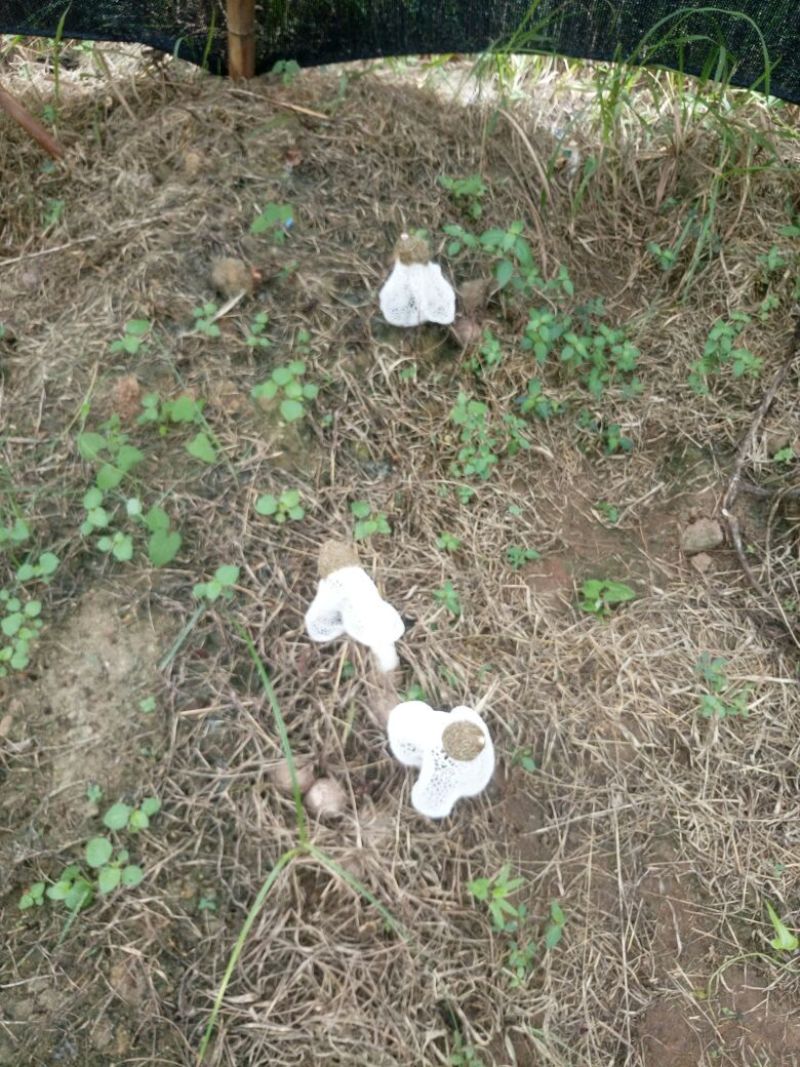 竹荪