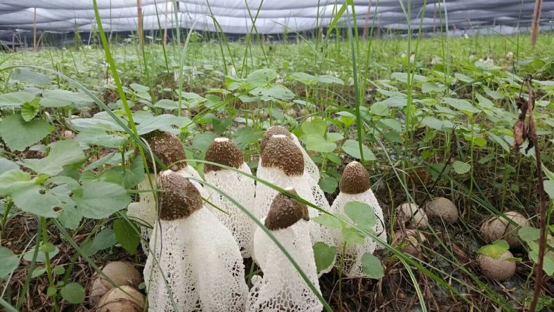 竹荪