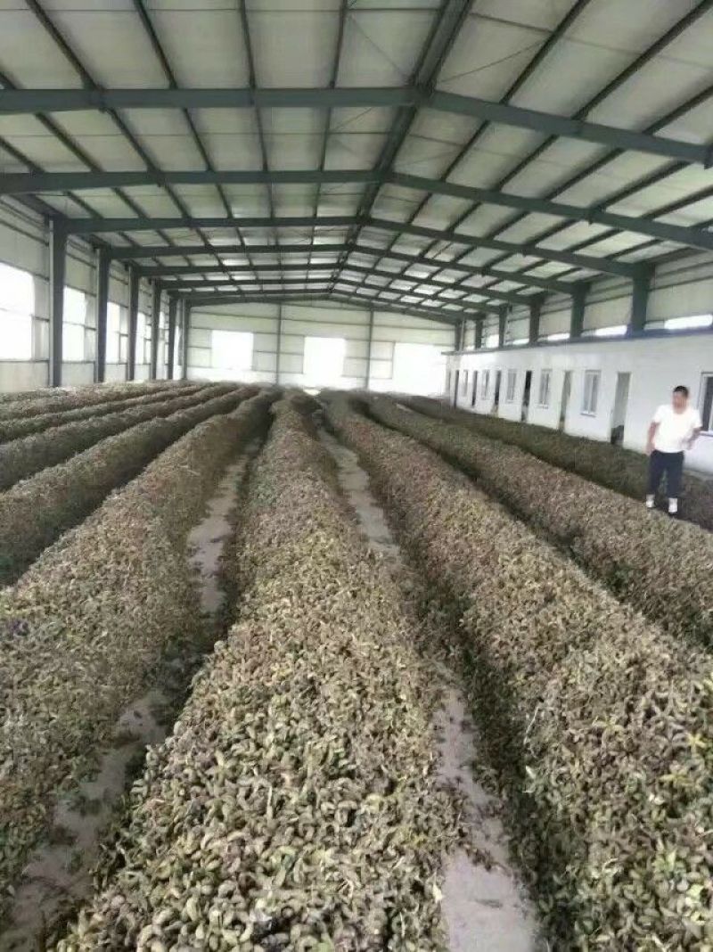 芍药种子，赤芍种子，白芍种子，芍药籽，育苗种子，