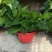 老友绿萝？180#八角红盆，带吸水盆十纸箱，质量保证。
