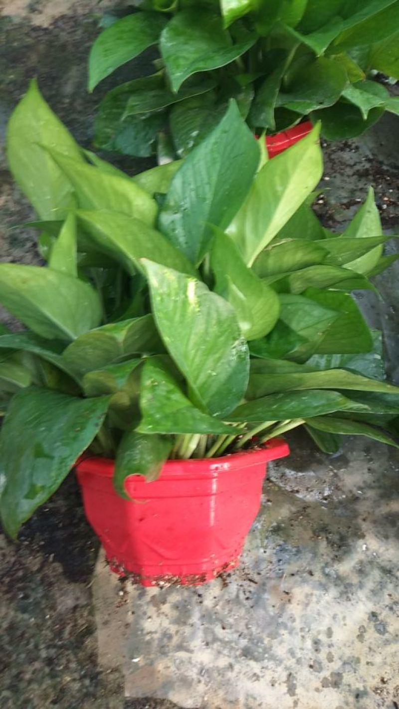 老友绿萝？180#八角红盆，带吸水盆十纸箱，质量保证。