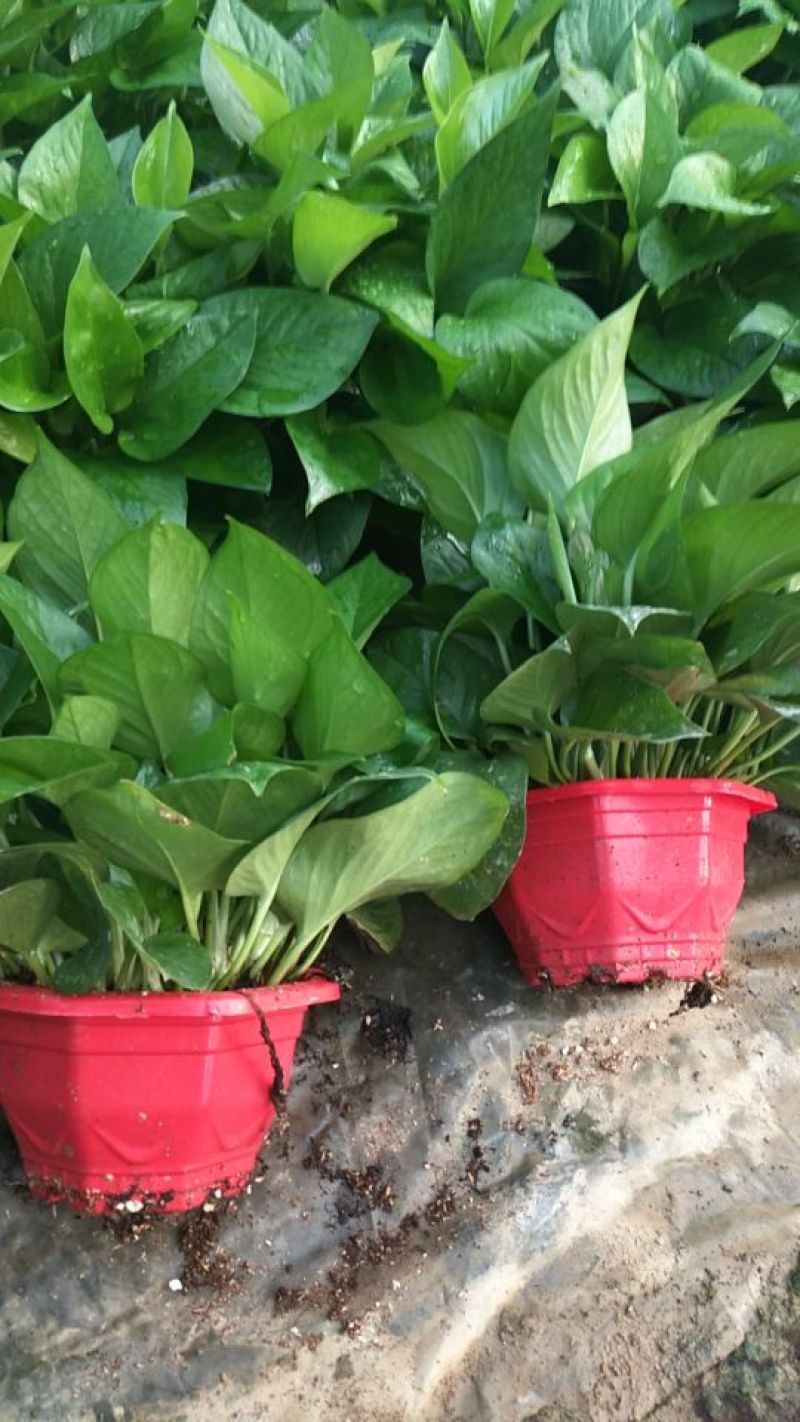 老友绿萝？180#八角红盆，带吸水盆十纸箱，质量保证。