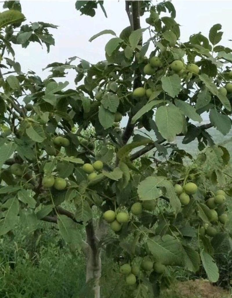 8518核桃苗1~2年，现挖现发货，提供技术指导