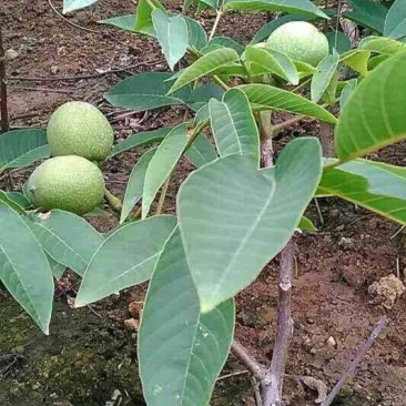 香玲核桃苗50~100cm1~2年