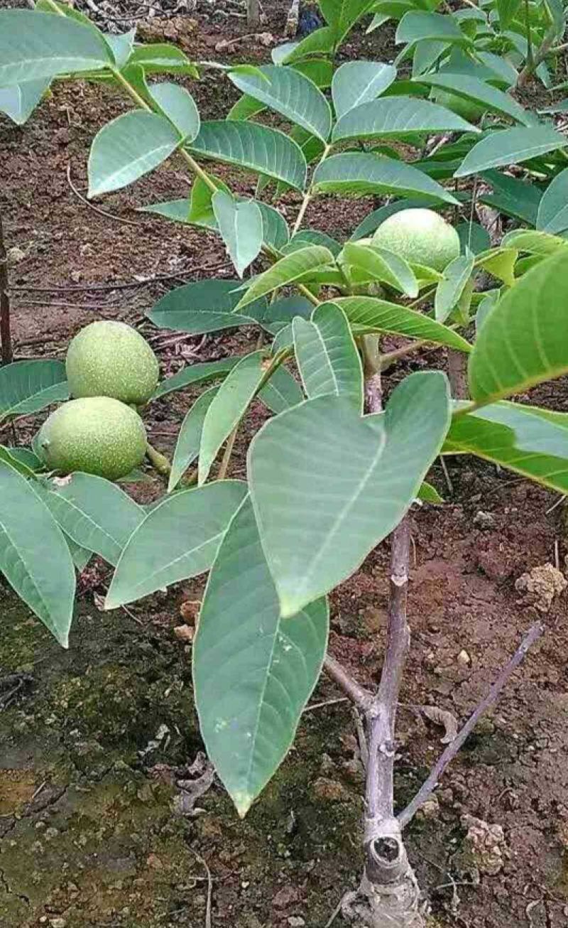 香玲核桃苗50~100cm1~2年