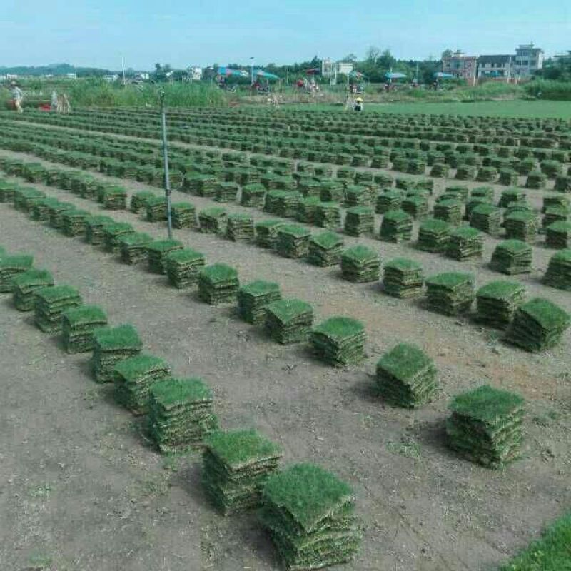 长期供应草坪