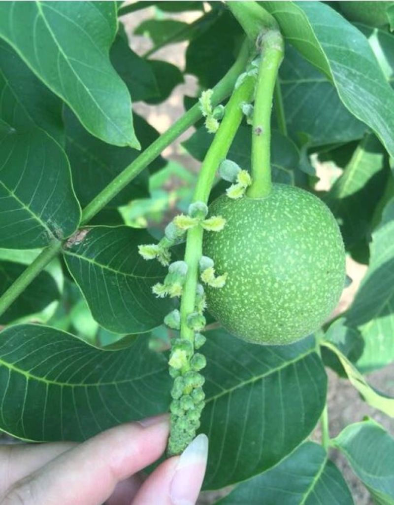 香玲核桃苗50~100cm1~2年