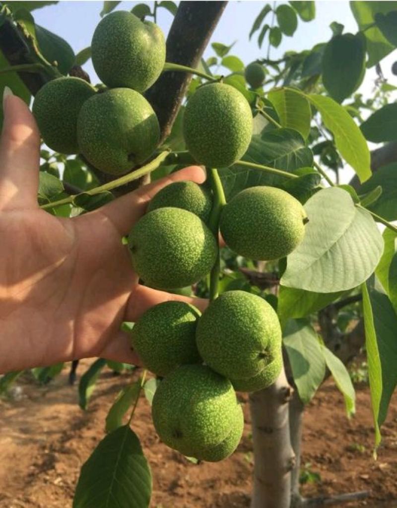 香玲核桃苗50~100cm1~2年