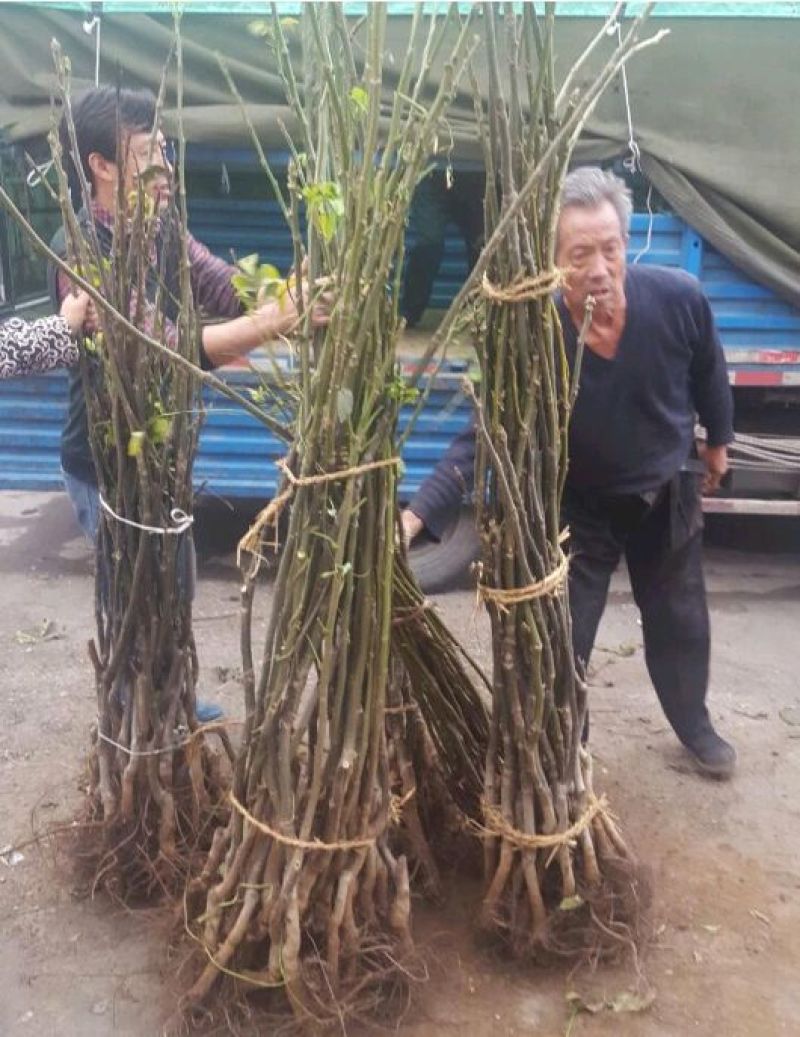 香玲核桃苗50~100cm1~2年