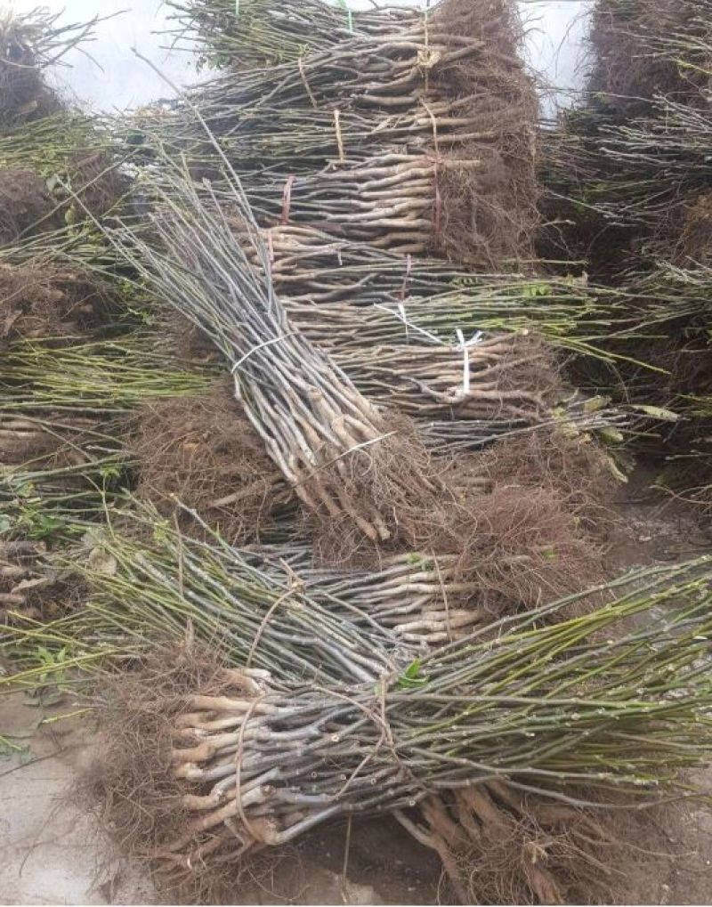 香玲核桃苗50~100cm1~2年