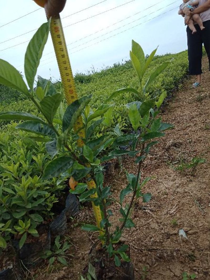 大叶栀子花杯苗大量现货。（量小买家自己出运费）