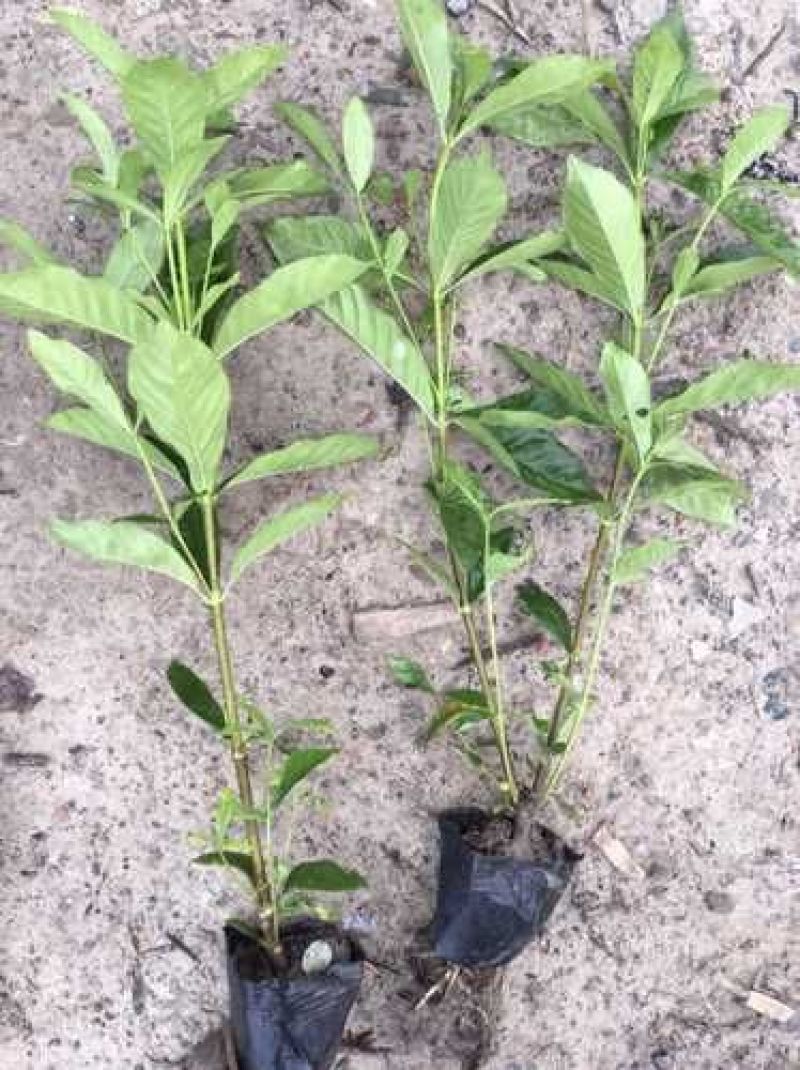 大叶栀子花杯苗大量现货。（量小买家自己出运费）