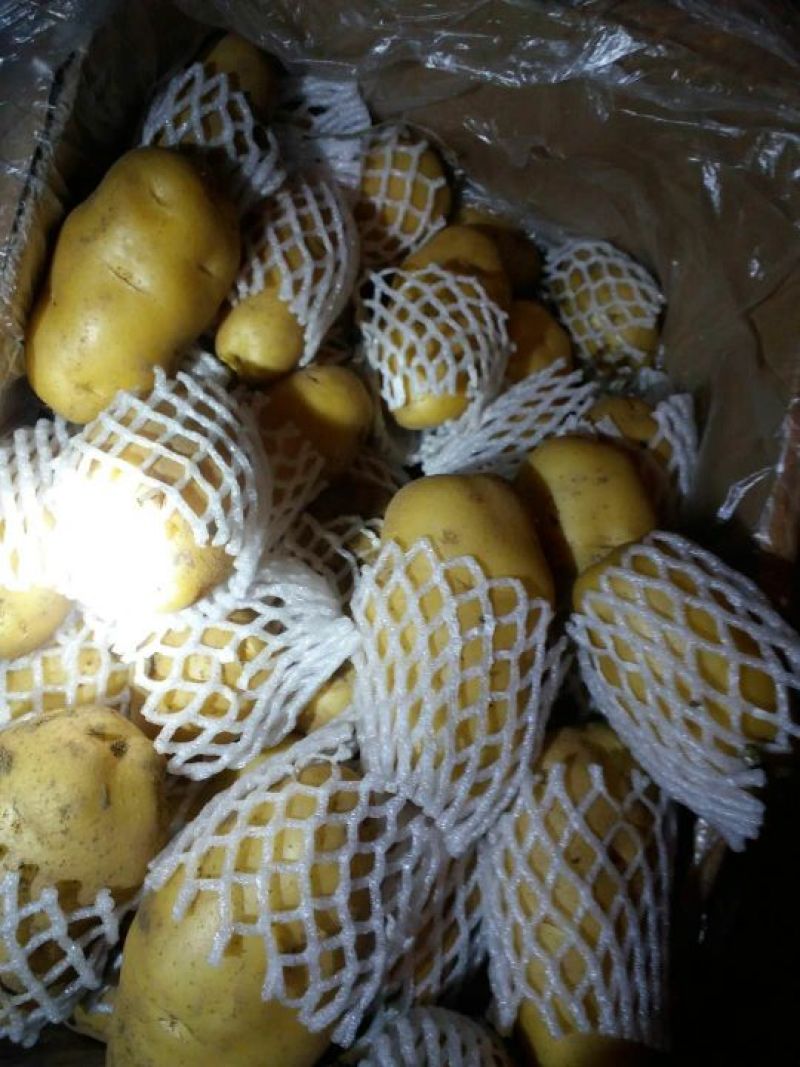 山东大棚土豆荷兰十五土豆2两以上，质量好，价格便宜
