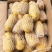 山东大棚土豆荷兰十五土豆2两以上，质量好，价格便宜