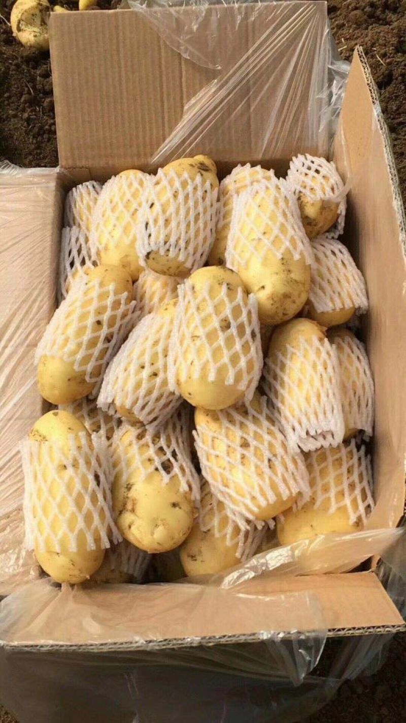 山东大棚土豆荷兰十五土豆2两以上，质量好，价格便宜