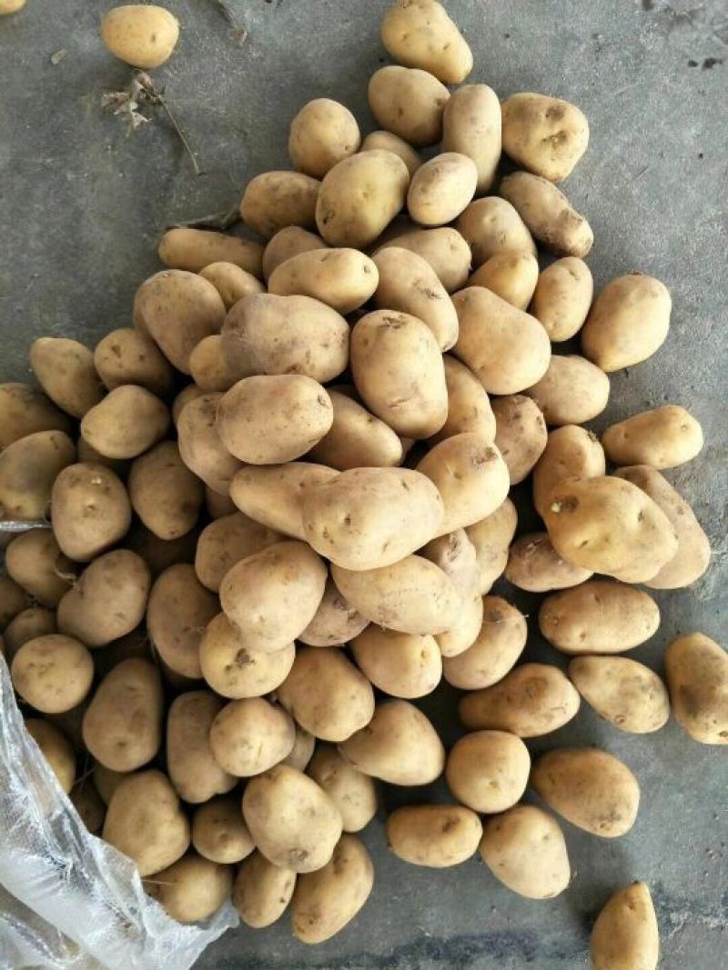 山东大棚土豆荷兰十五土豆2两以上，质量好，价格便宜