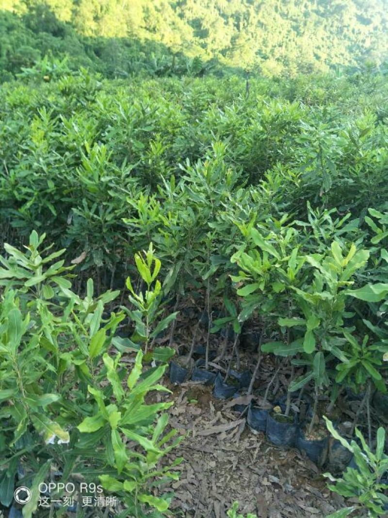 夏威夷果苗