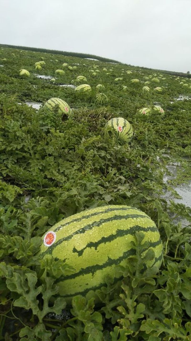 金城五号10斤打底1茬9成熟