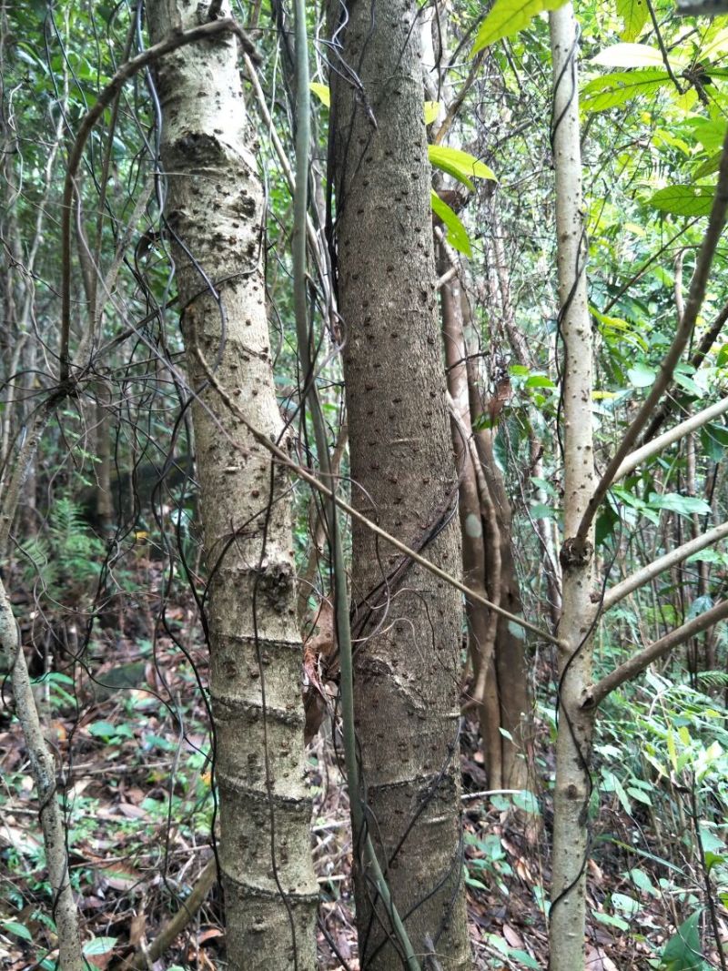 下山大料（紫楠）金丝楠