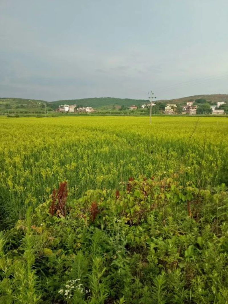 新无硫干黄花菜500g黄花菜送500g粉丝散装