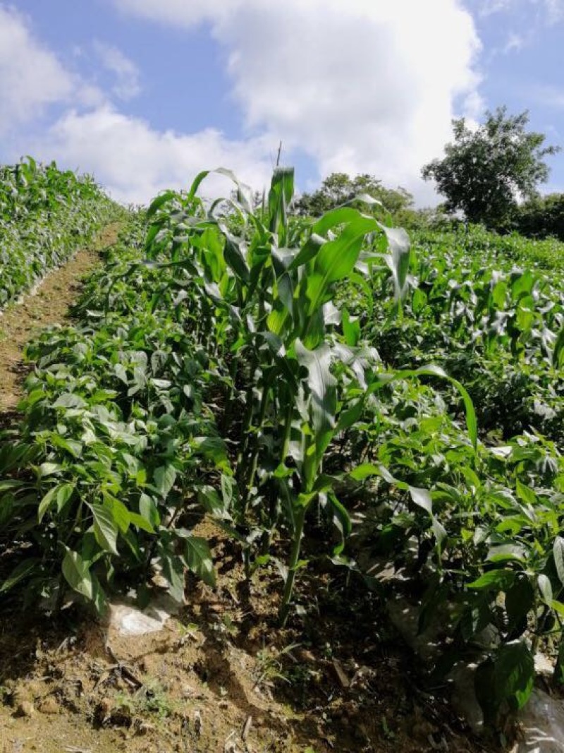 青椒兴山芜湖椒品质优良随行就市大量有货