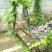 葡萄树绿化苗木各种果树