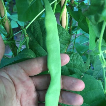 荚豆30g以上