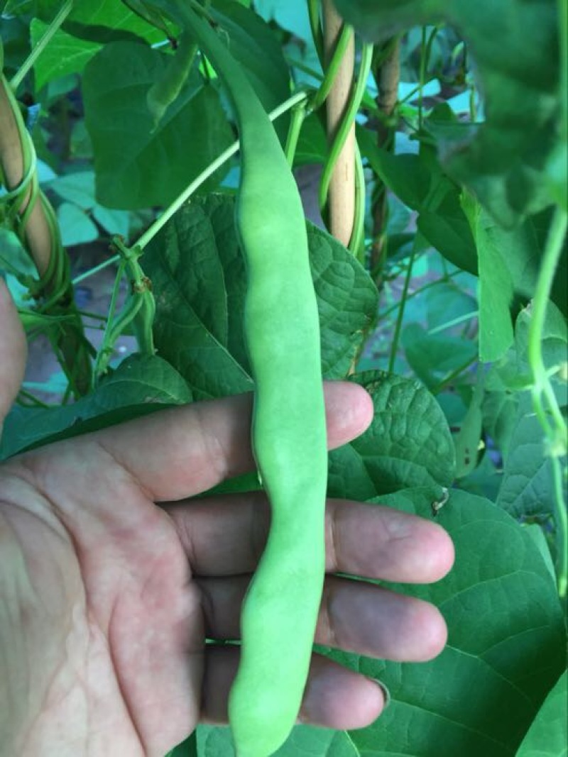 荚豆30g以上