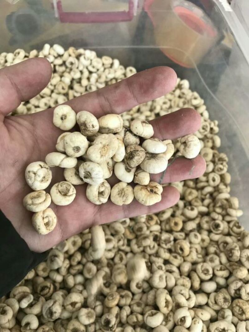 贝母