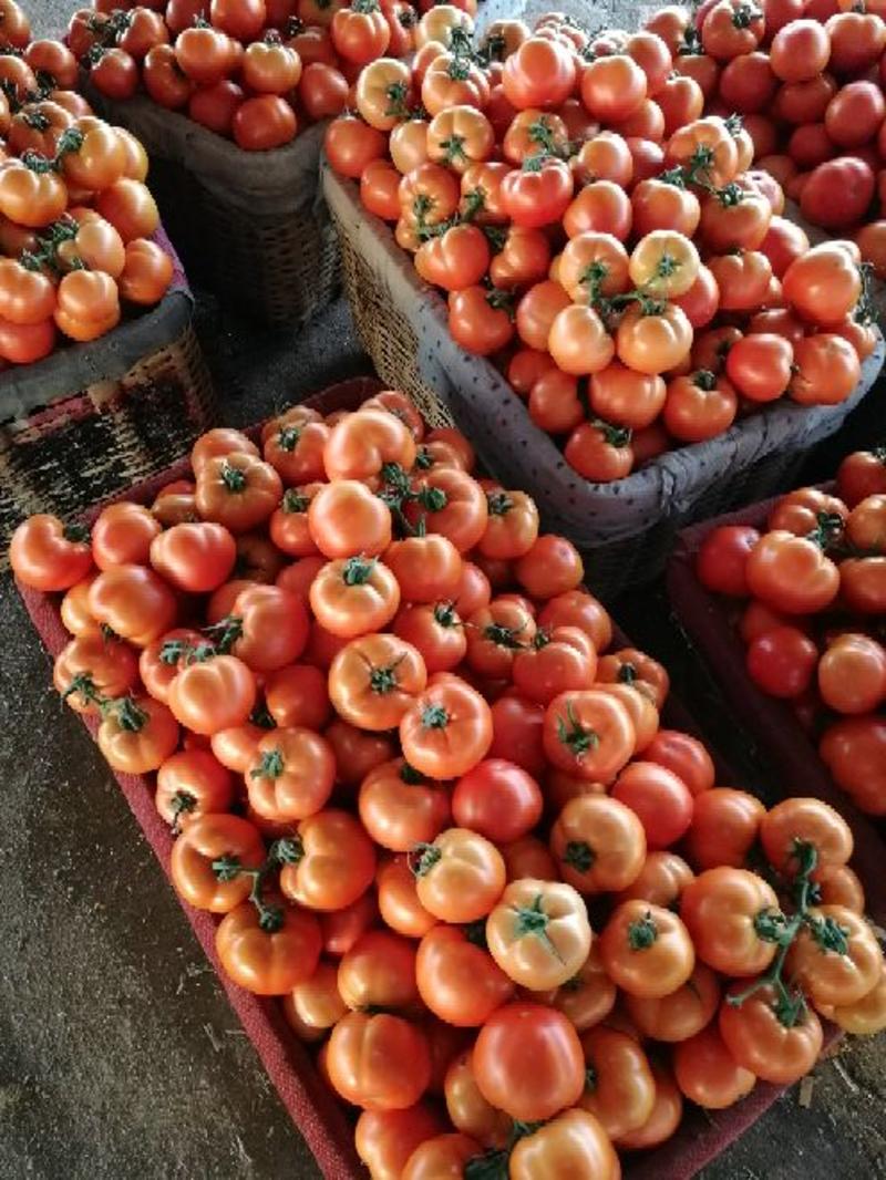 大红串西红柿