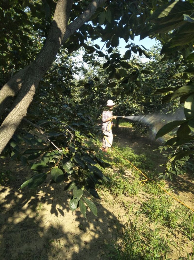 一口香柿子。
