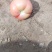 大量西红柿上市