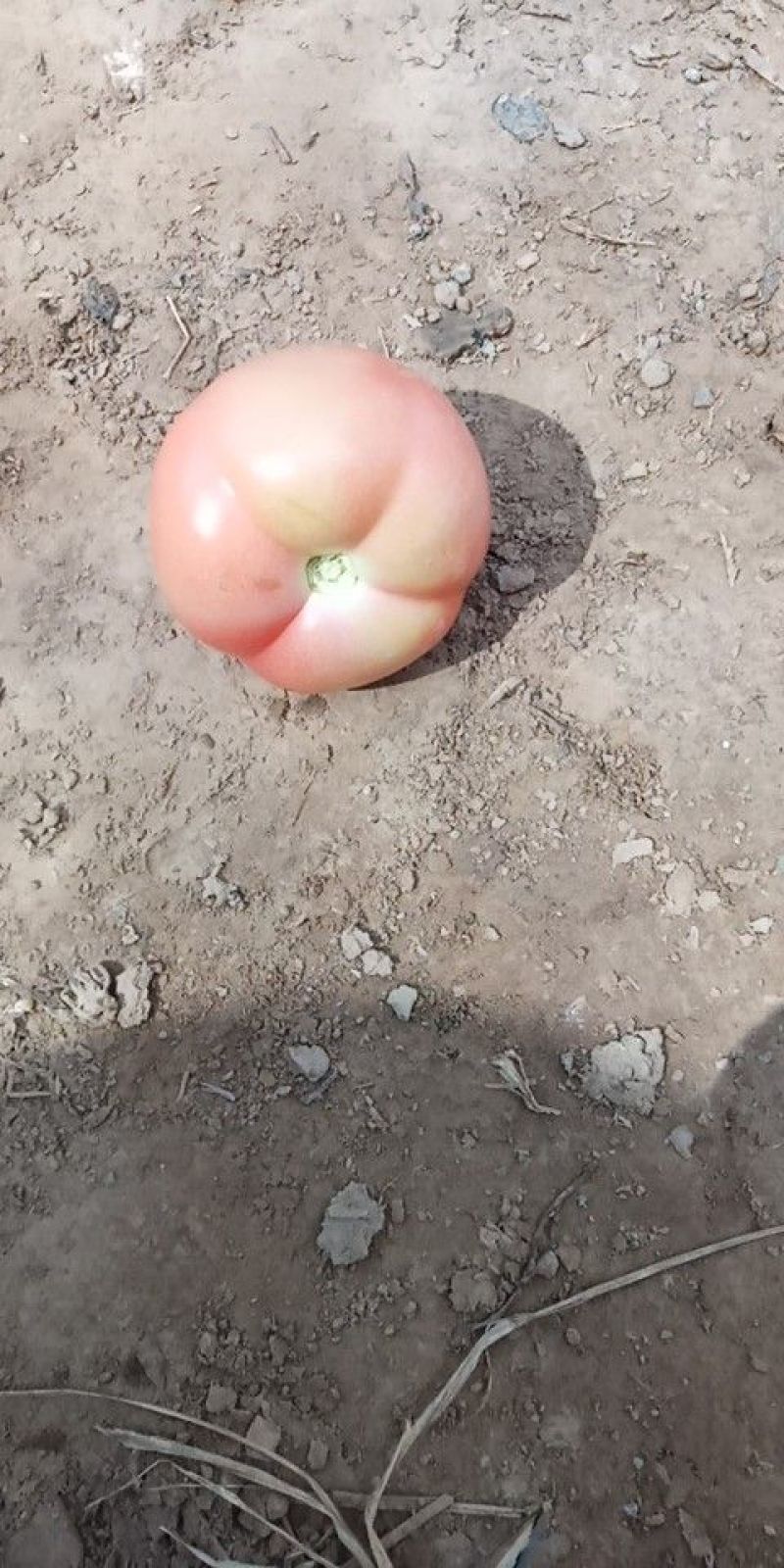 大量西红柿上市