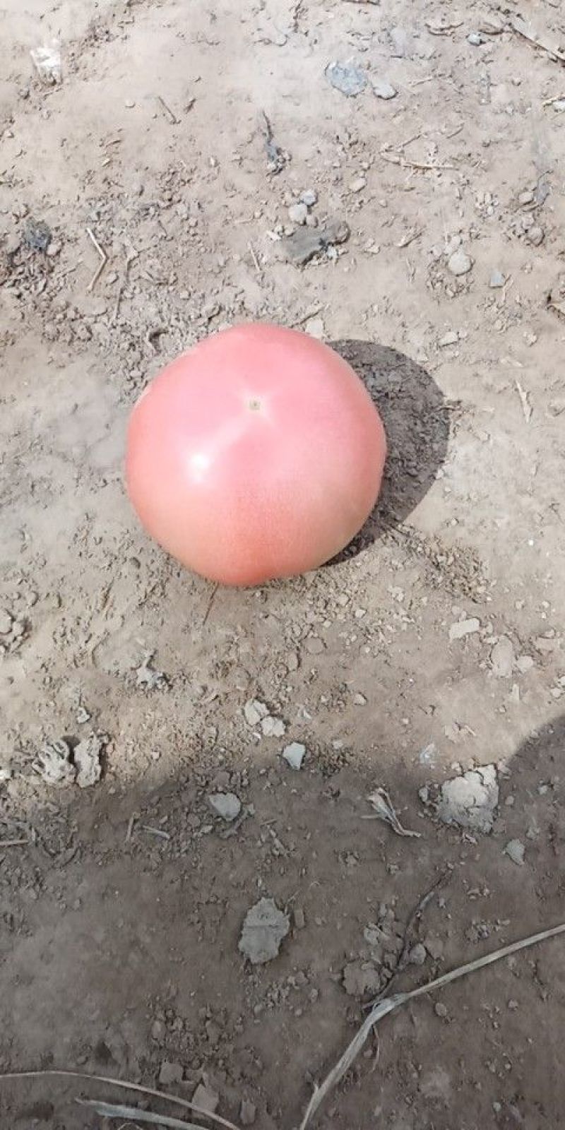大量西红柿上市