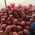 万亩西洲蜜17号欢迎电商大咖