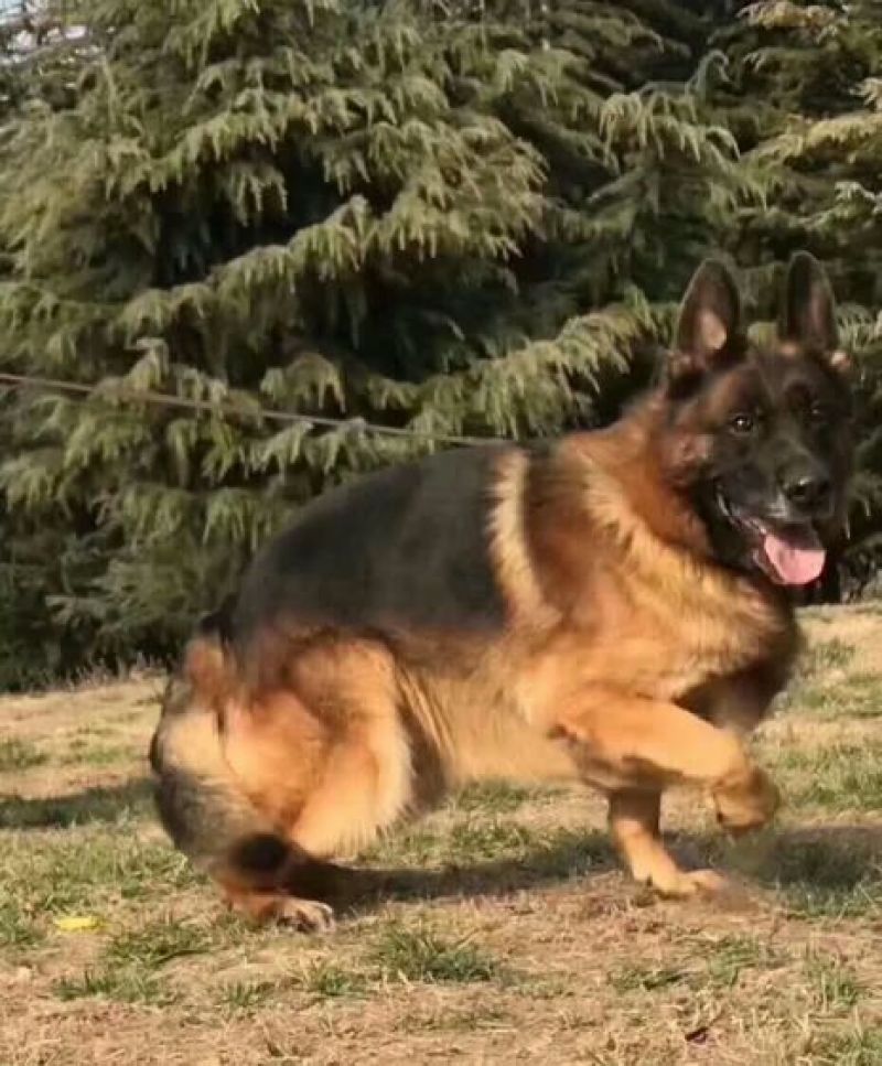 牧羊犬母幼年