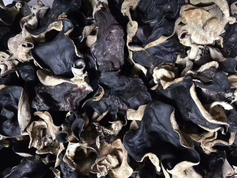 水洗毛木耳地摊跑量毛木耳黑木耳干杂会销礼品
