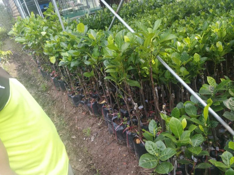 泰国红肉菠萝蜜苗